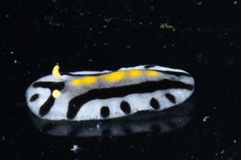 Media type: image;   Malacology 393807 Description: live specimen;